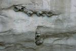 PICTURES/El Morro National Monument/t_Cliff Swallow Nests1.JPG